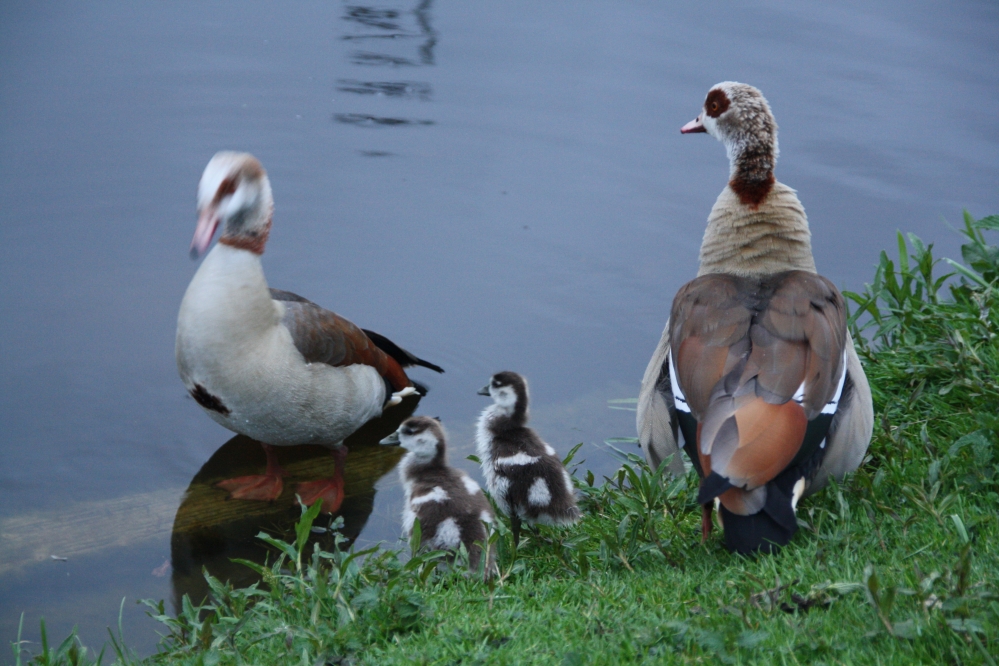 Familie Nijlgans