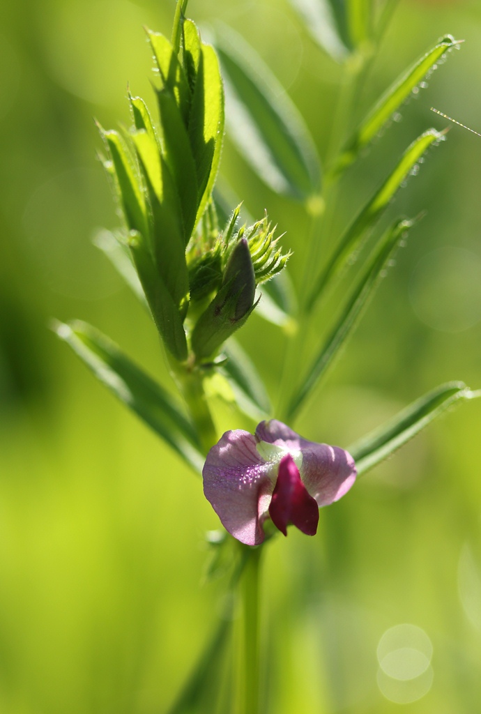 Maandagochtendschoonheid...