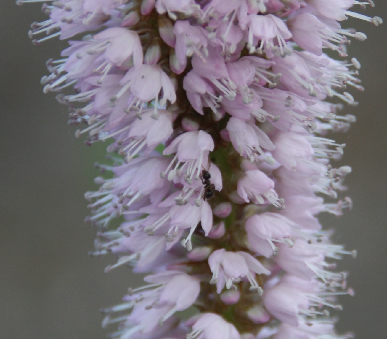lilabloem