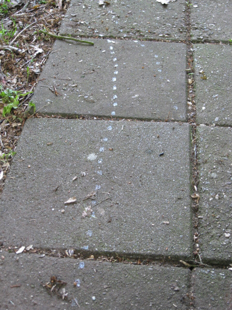 is dit een ringslang spoor 