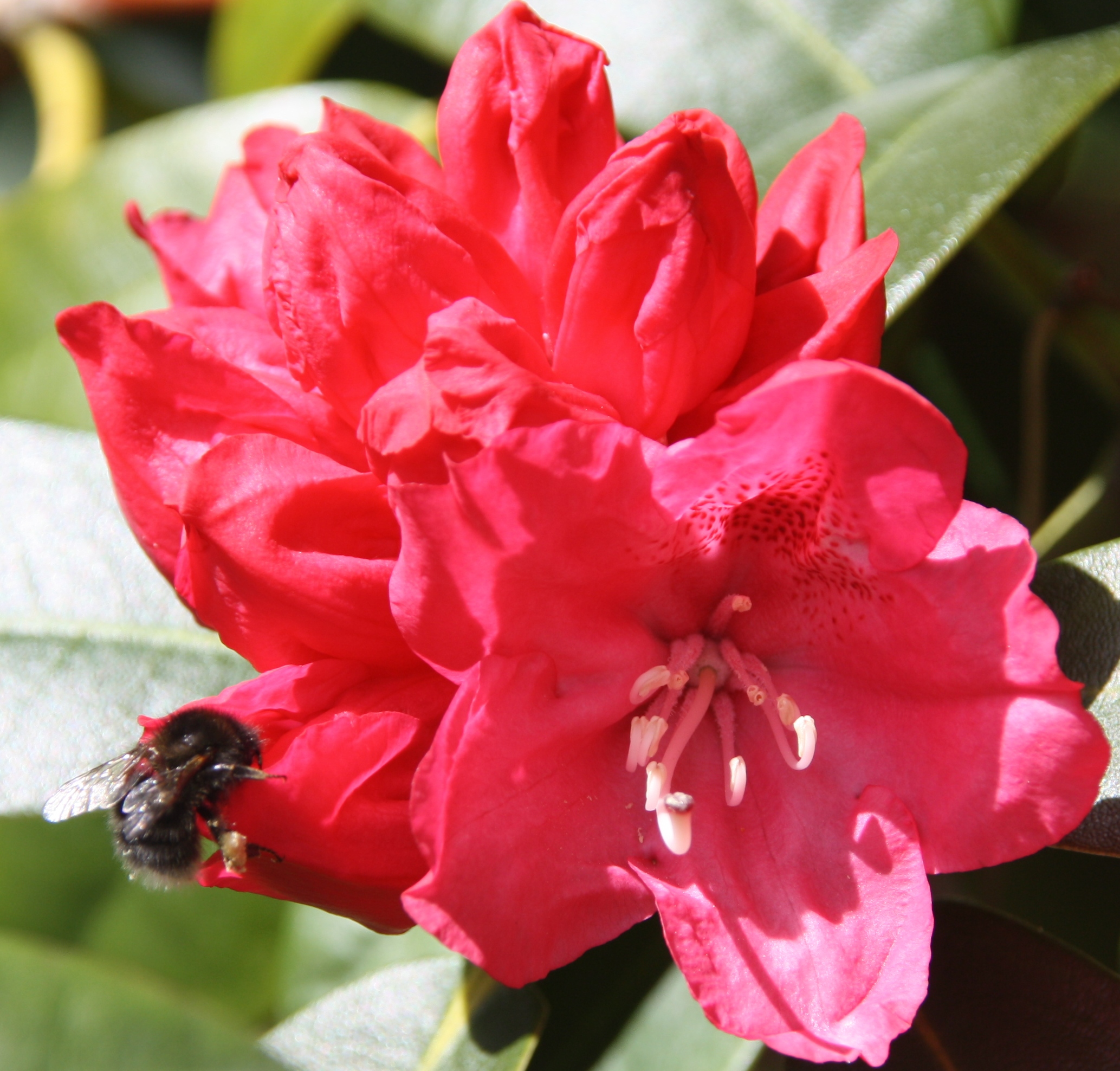 Hommel op bloem