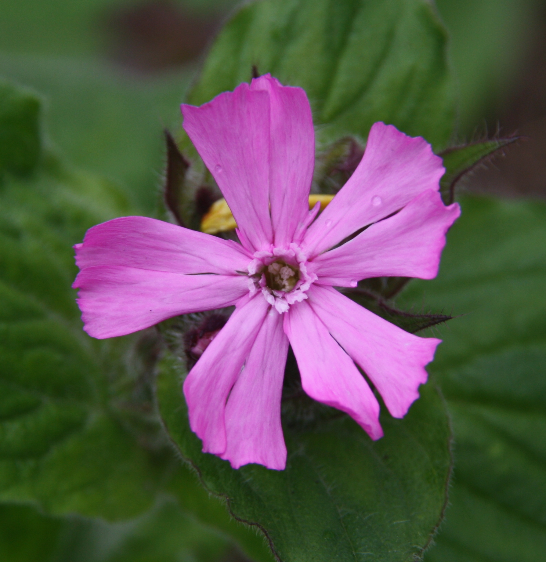 roze bloem