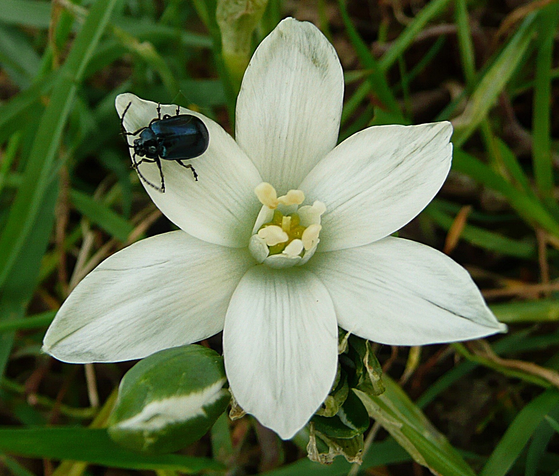 Vogelmelk met kevertje