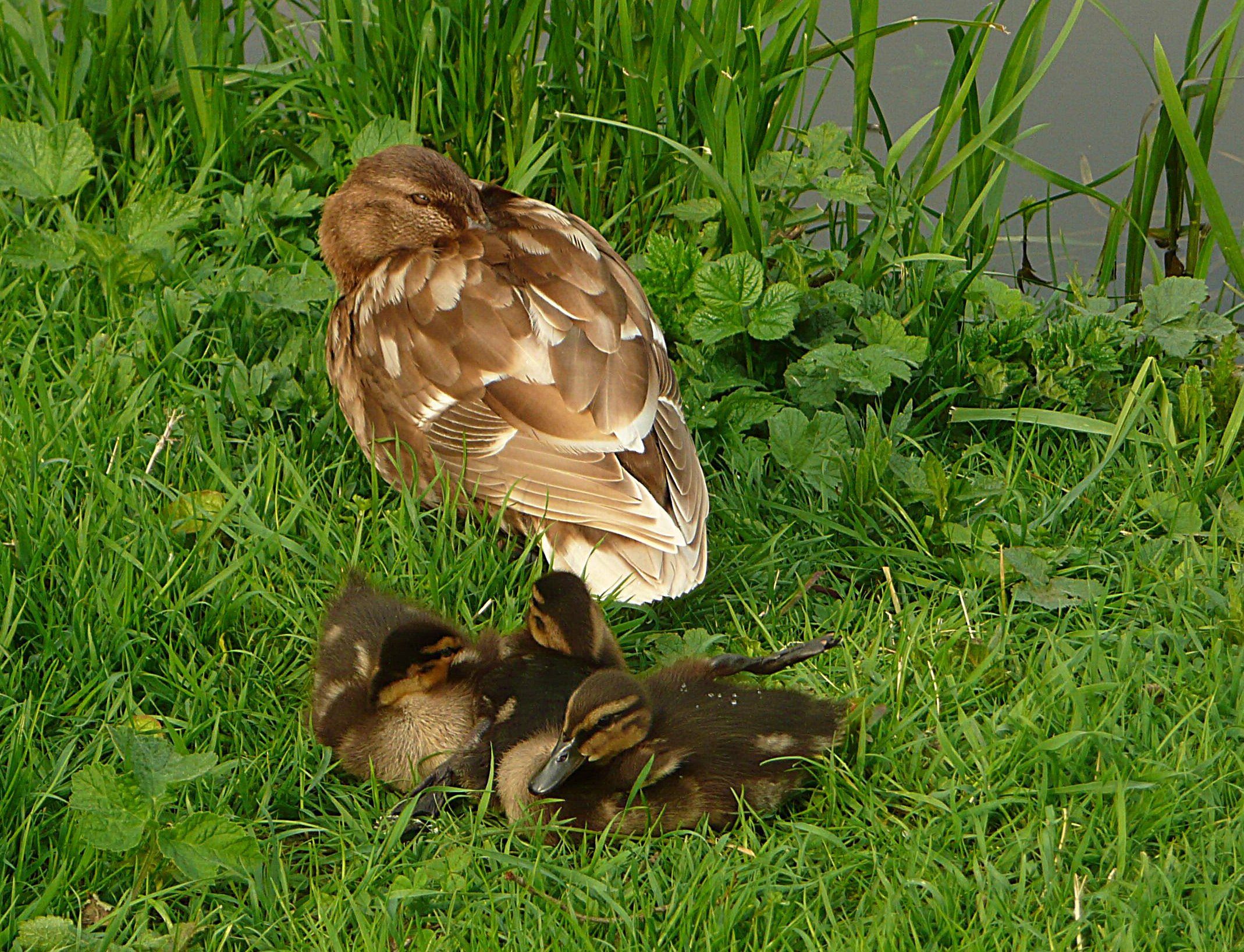Moeder eend met haar kroost