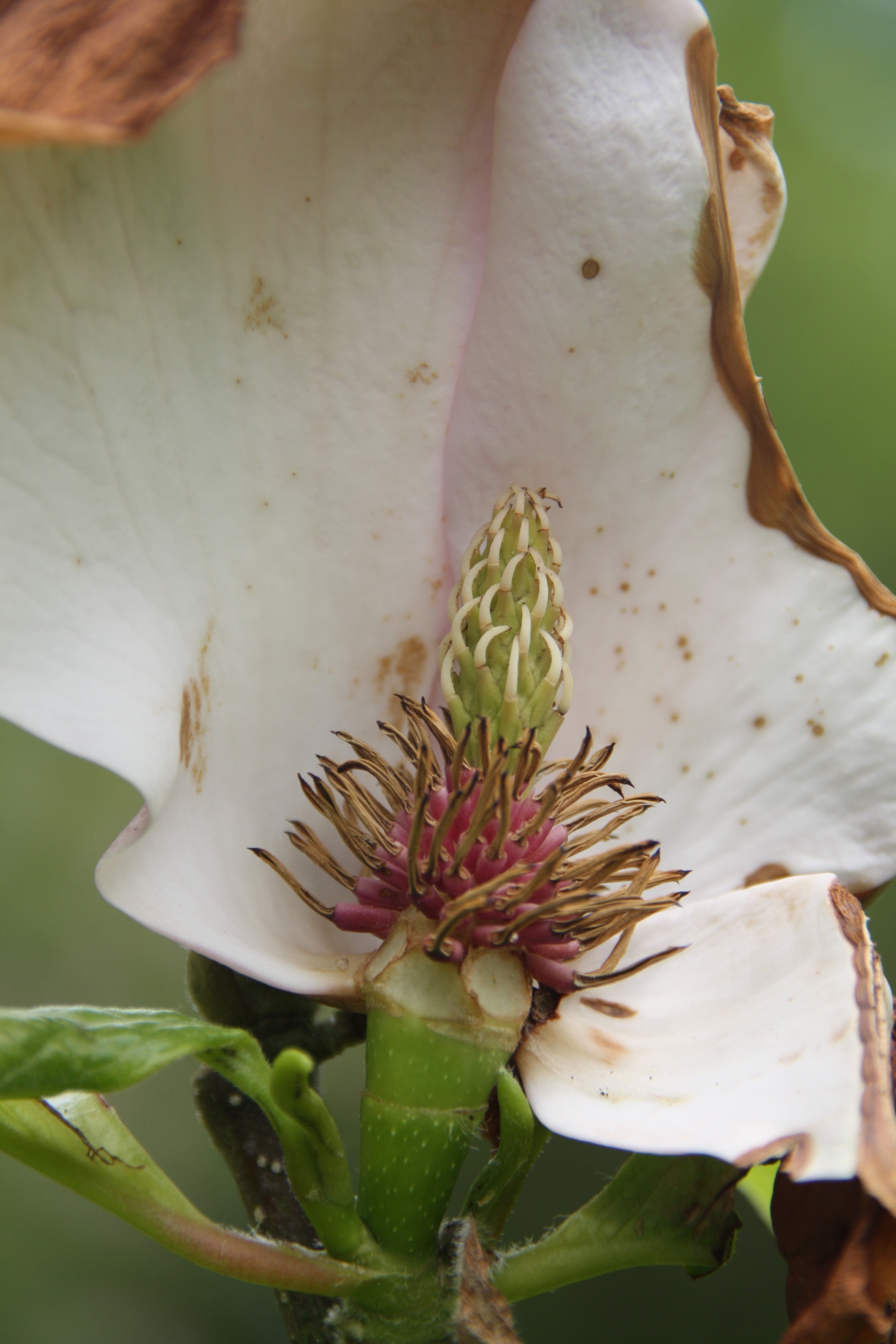 Magnolia stervende