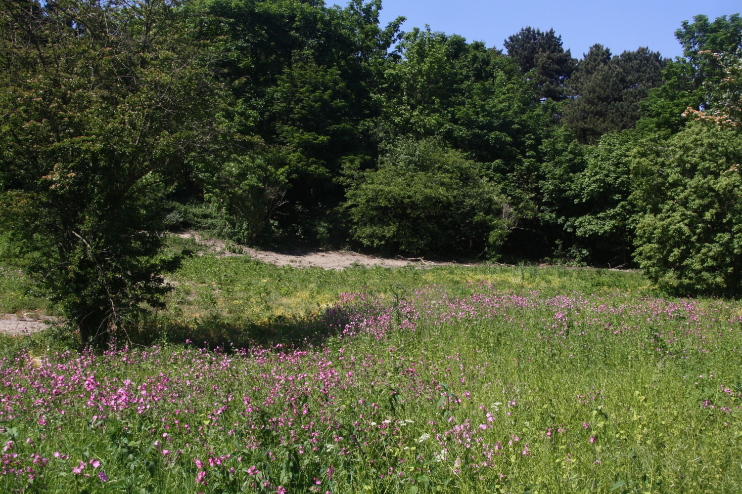 duinen