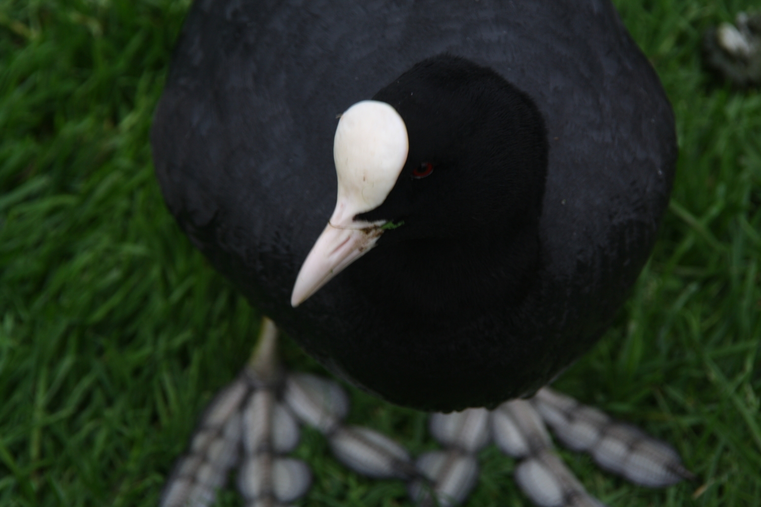 Hongerige meerkoet