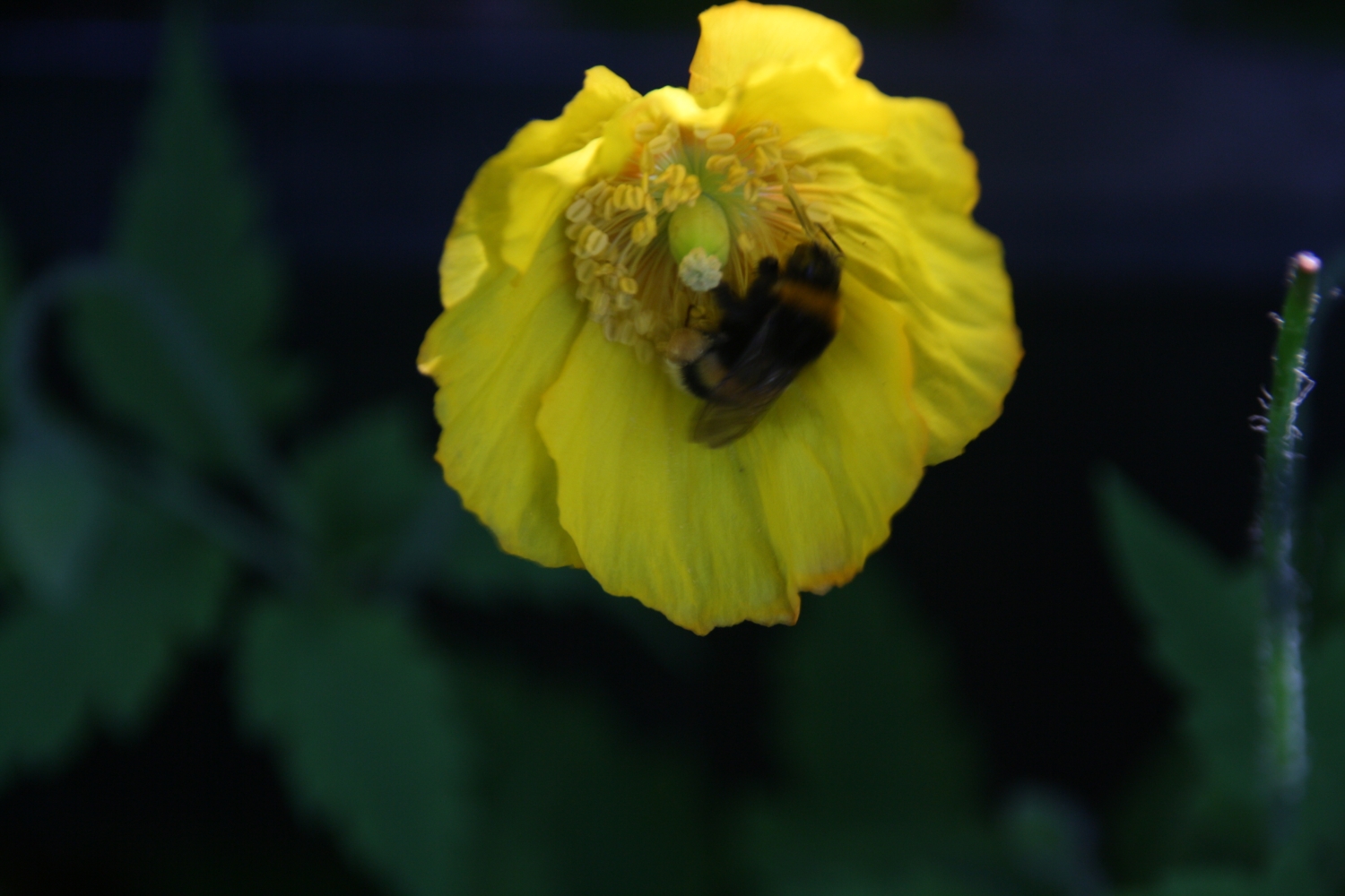 Hommel op bloem