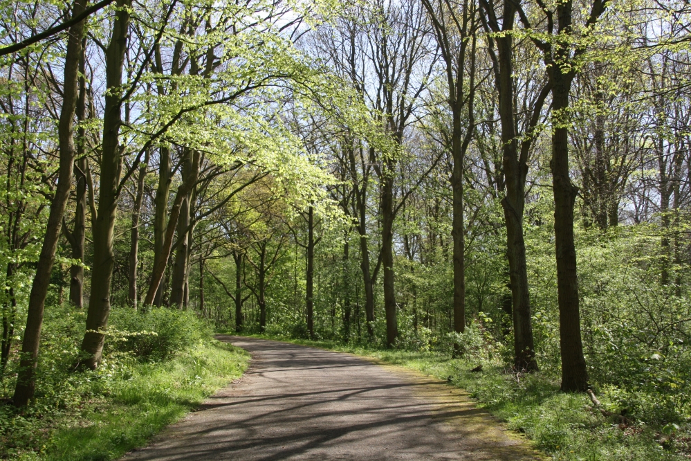Aangekleed bos