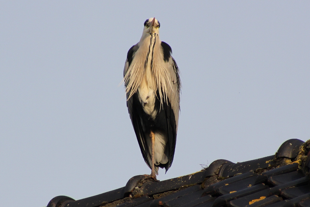 Reiger
