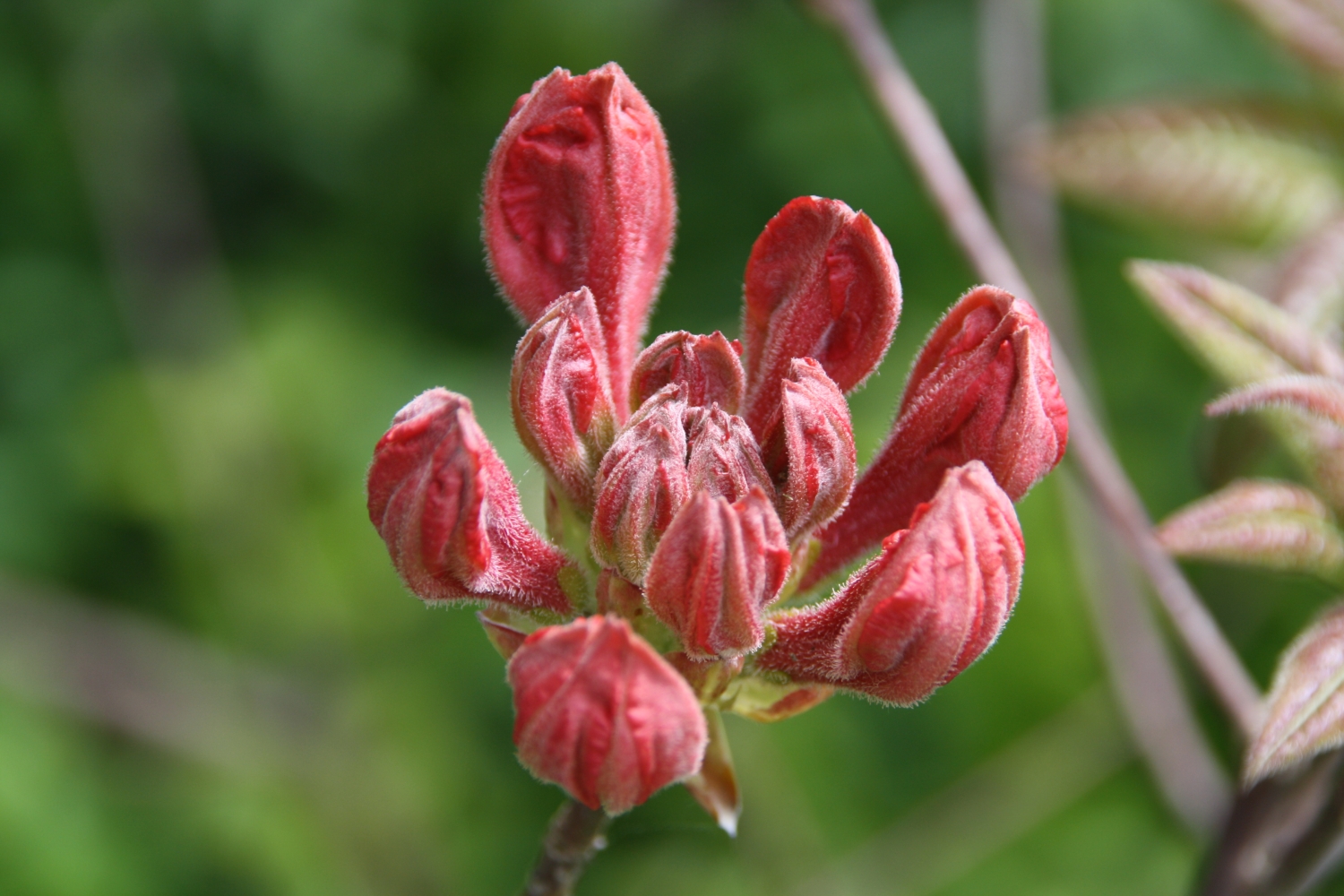 Rode bloem in knop
