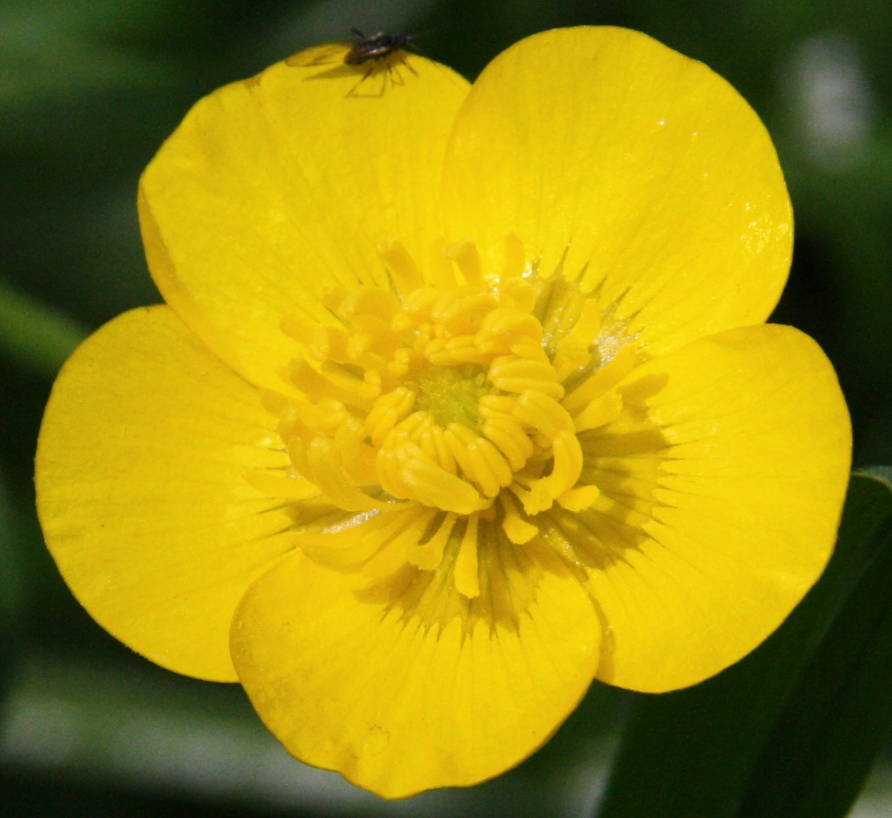 Boterbloem