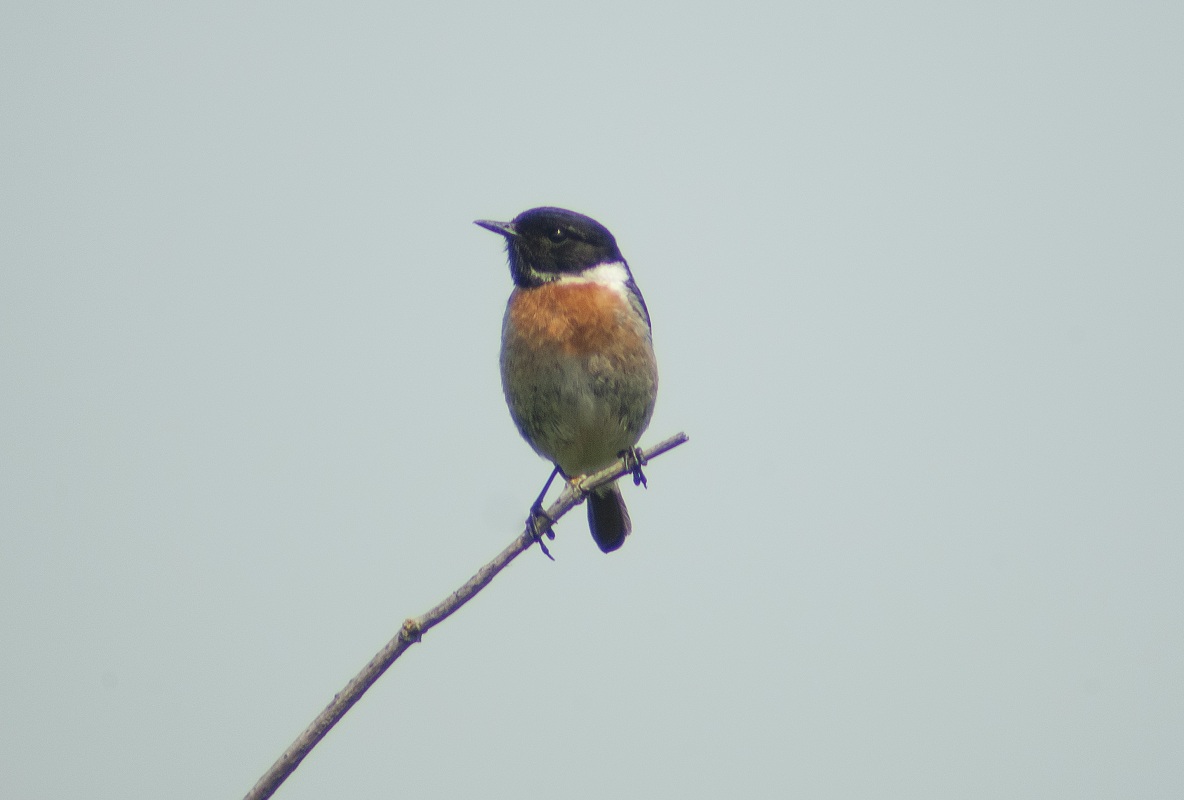Roodborst tapuit man