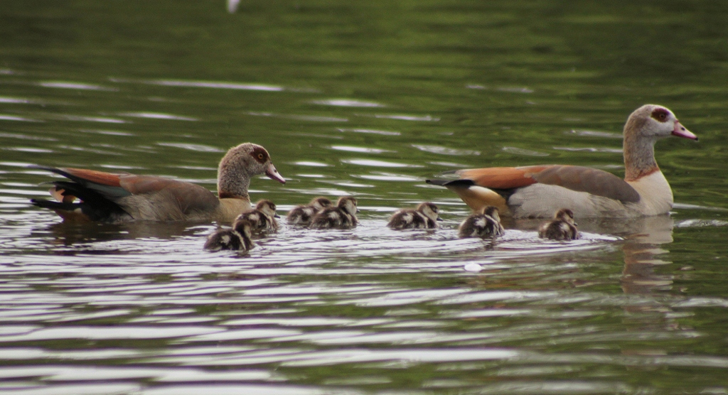 Nijlganzen met jongen