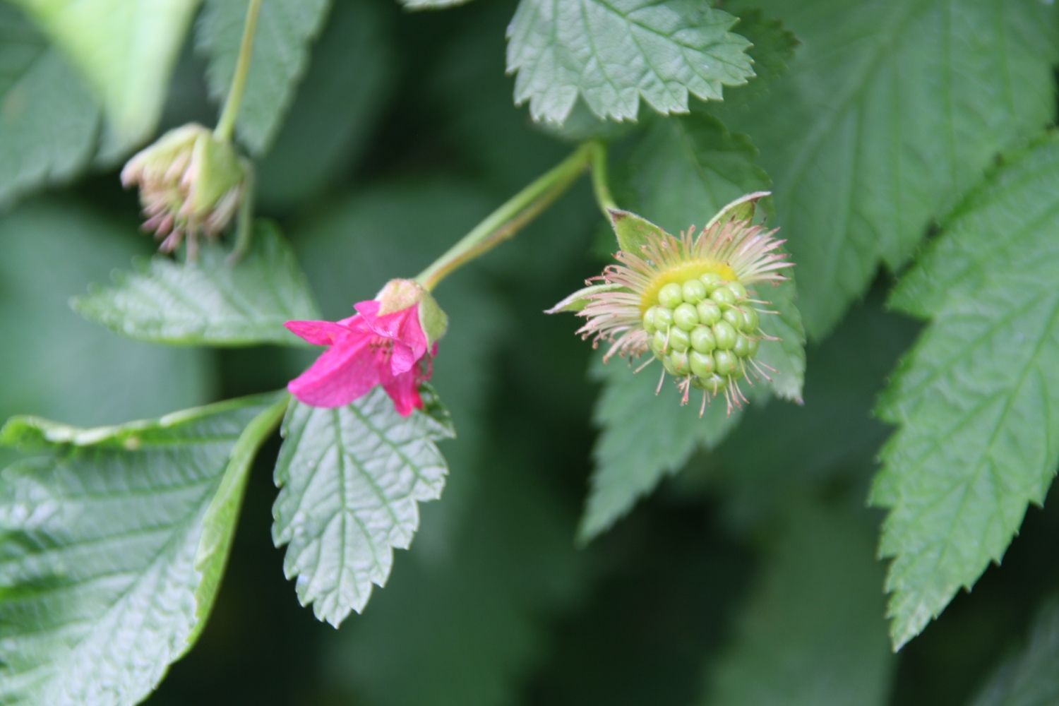 Framboos in wording