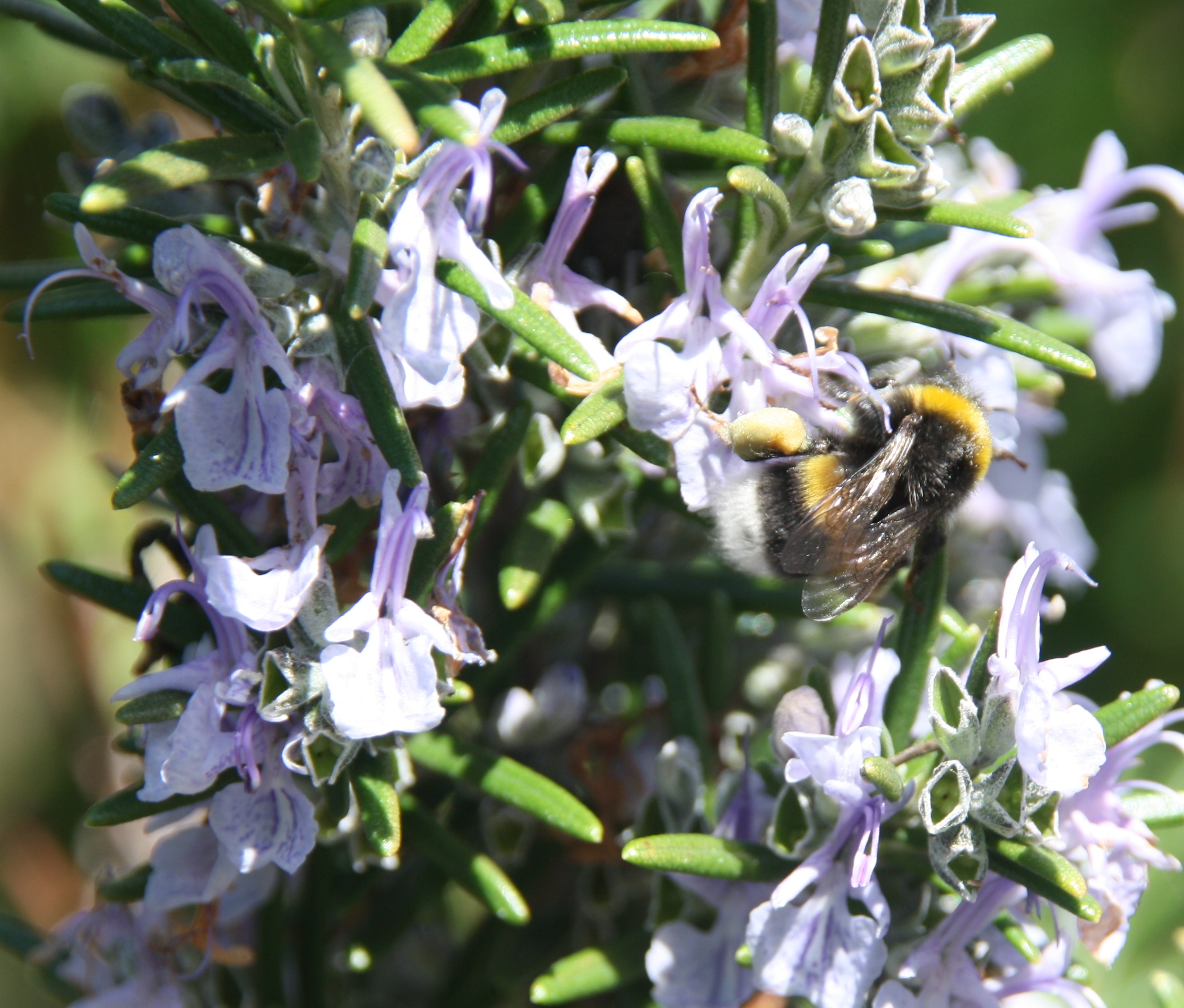 Hommel op bloem