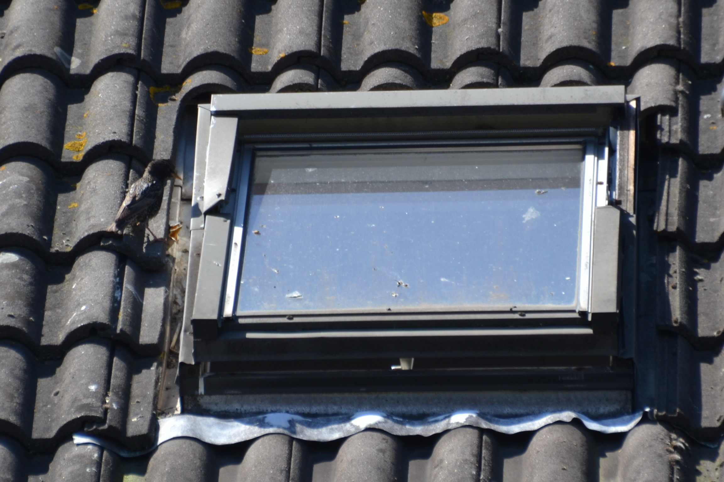 spreeuwennest onder de pannen