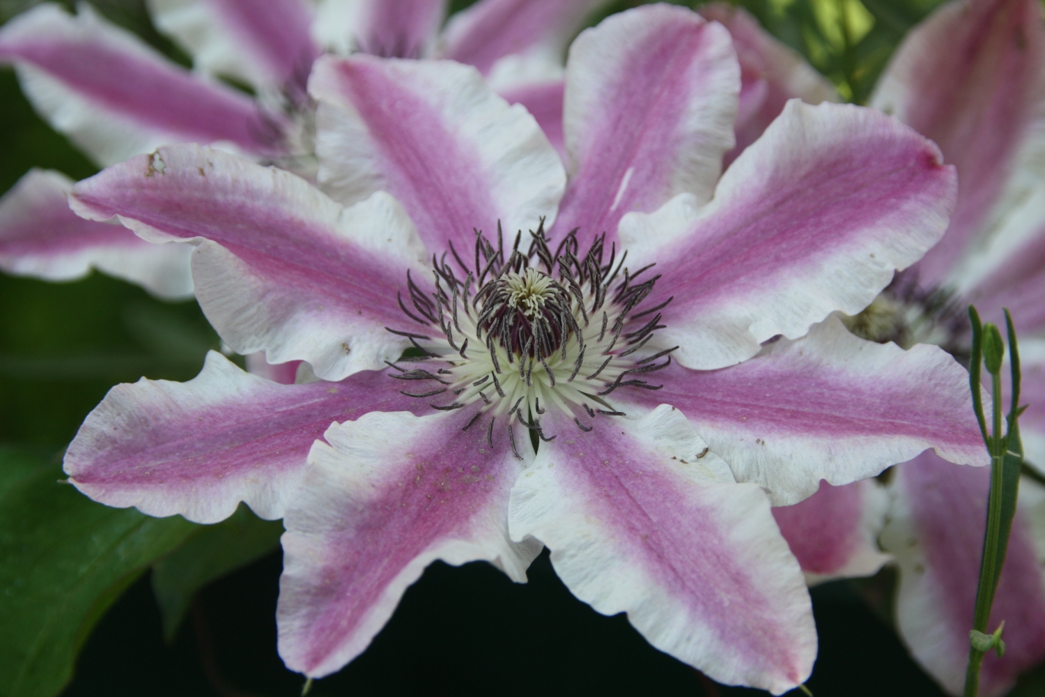 clematis
