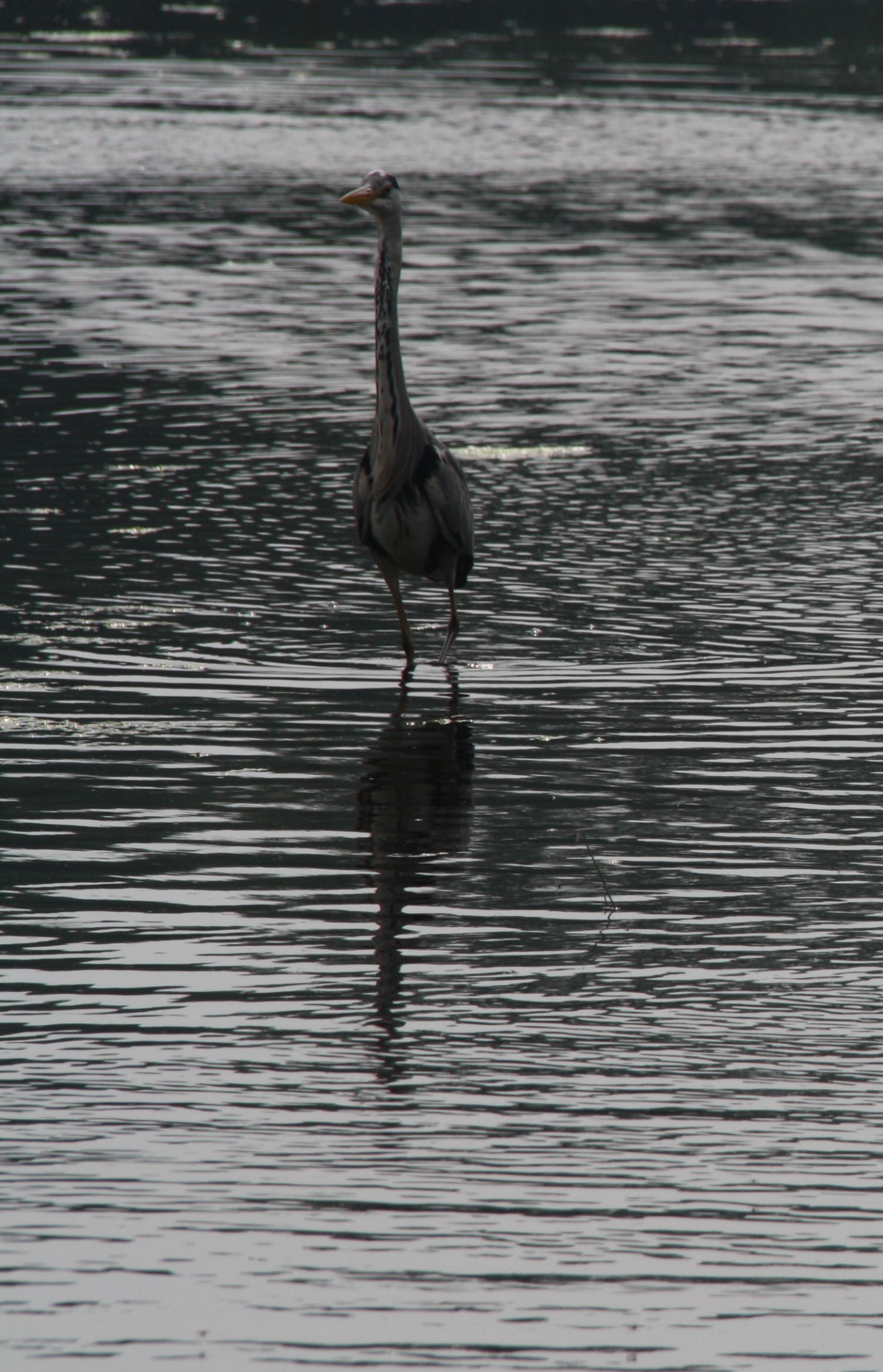 Reiger