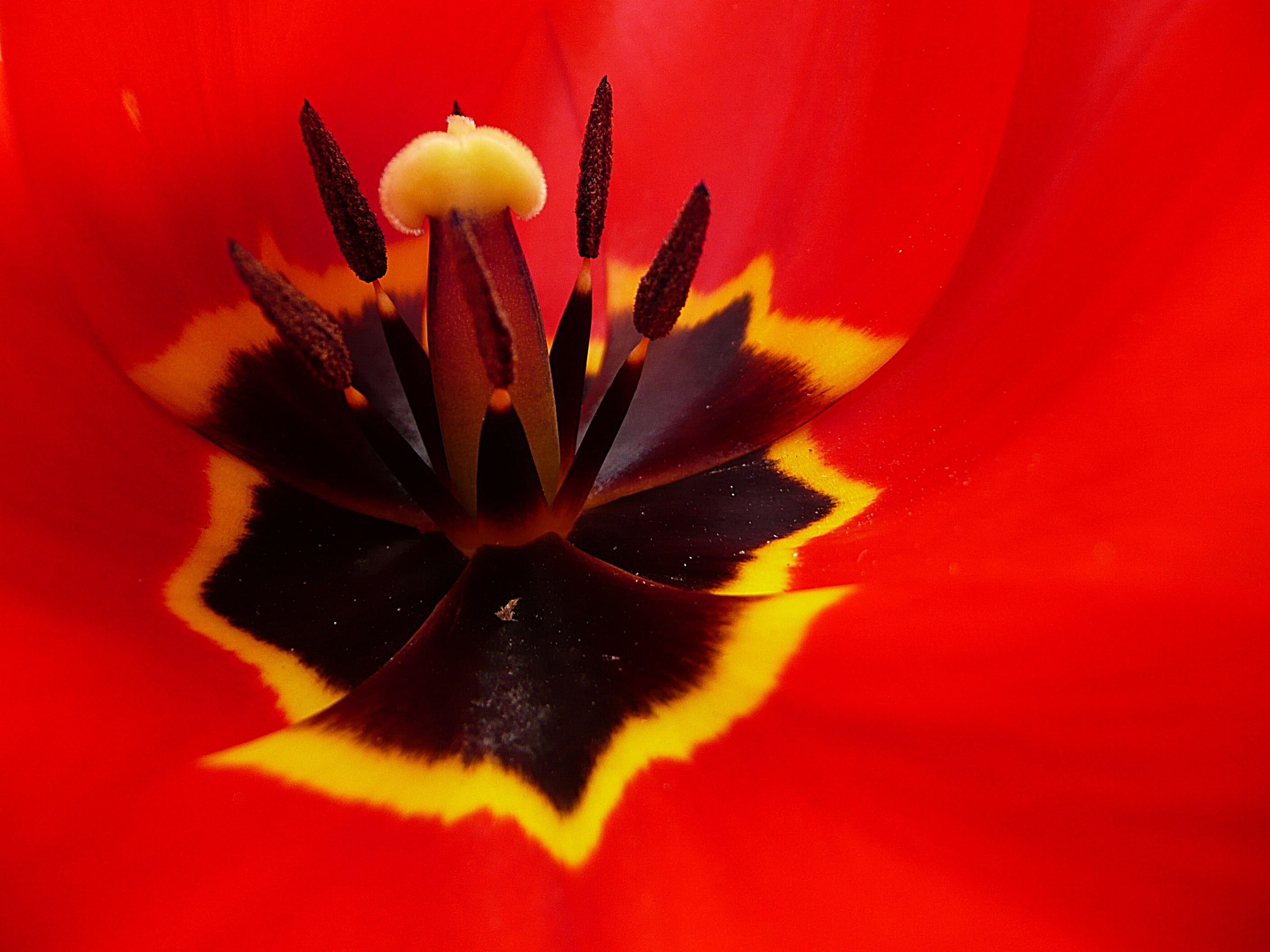 Hart van een tulp