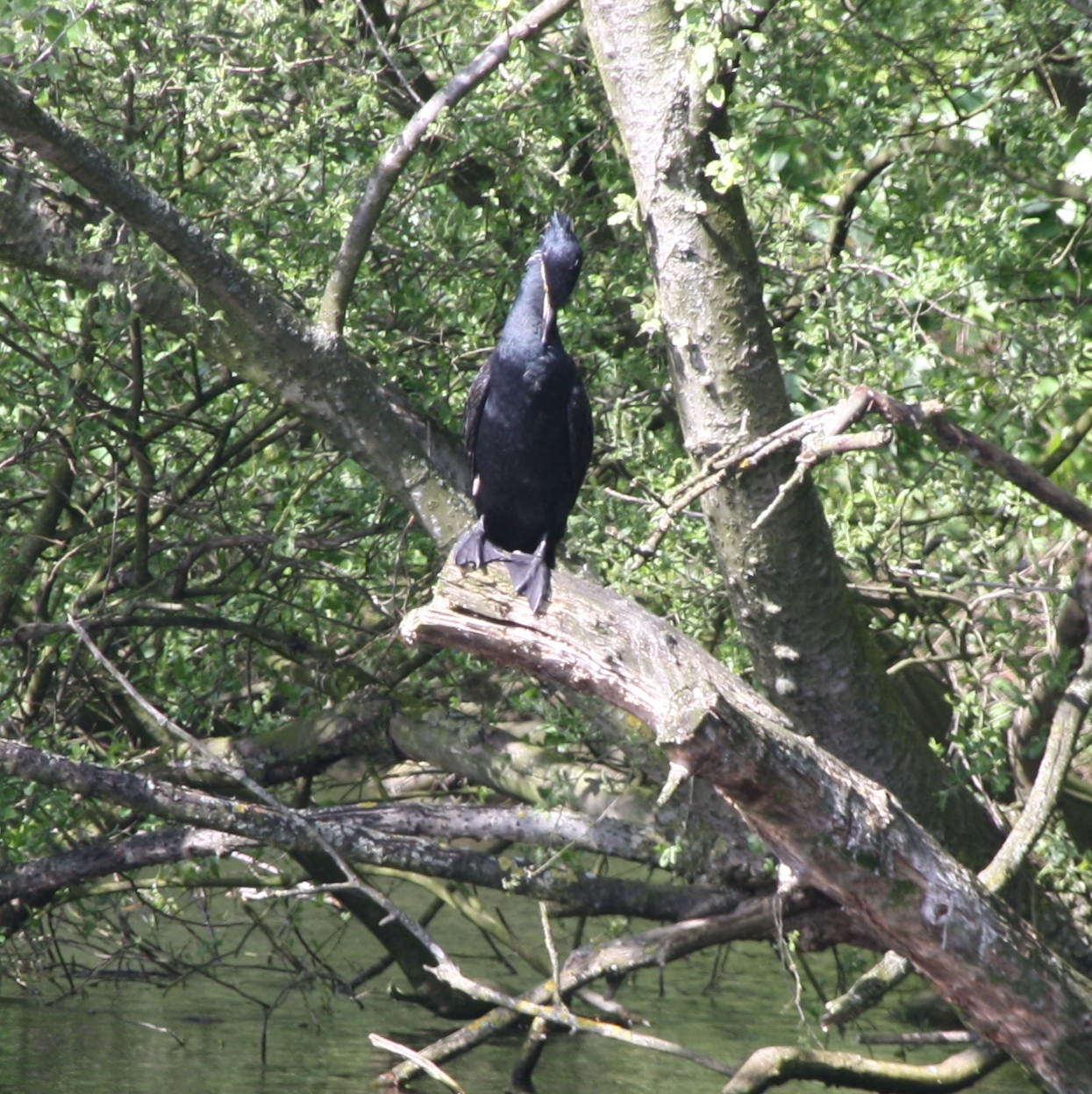 Aalscholver