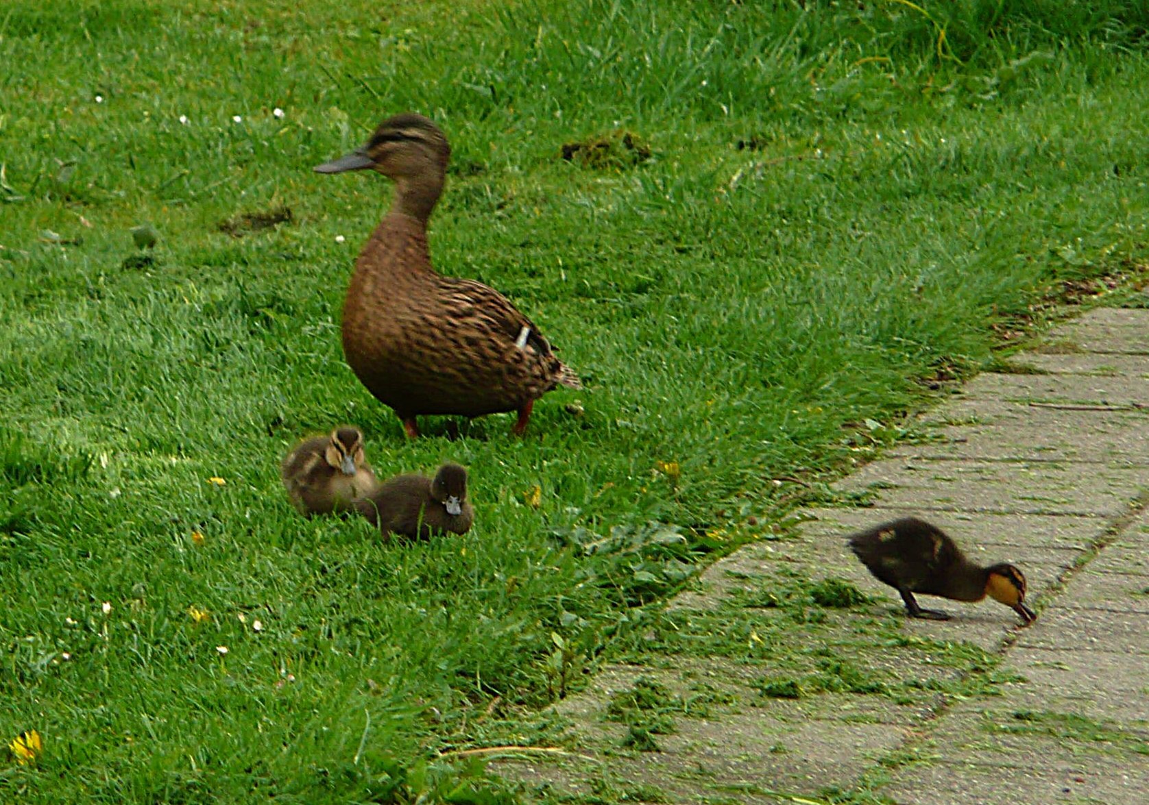 Moeder eend met haar pulletjes