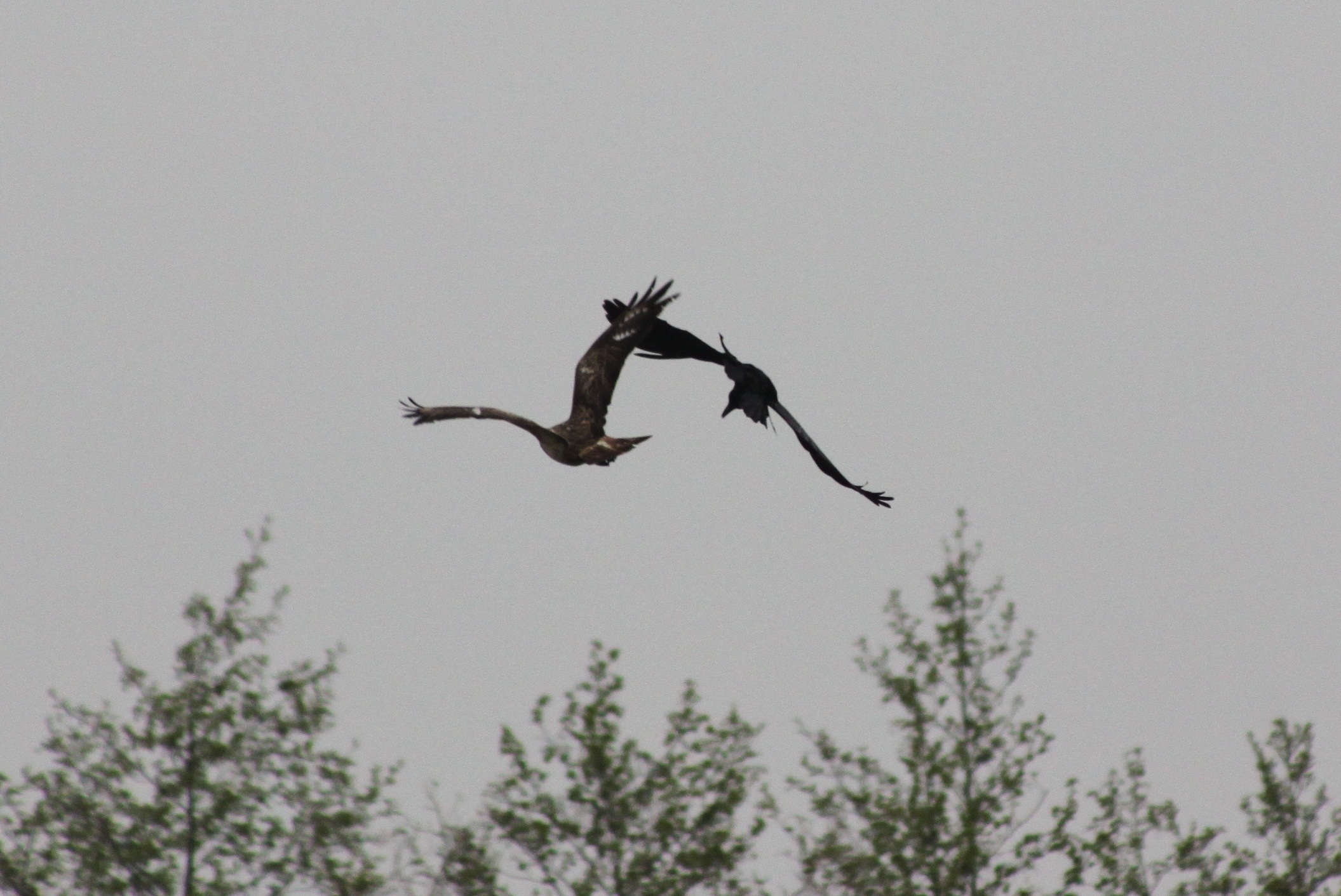 kraai in de aanval (2)