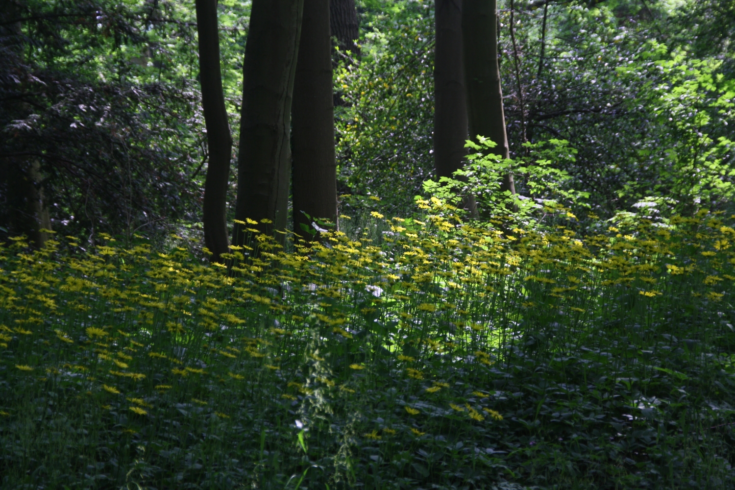 Zomers beeld