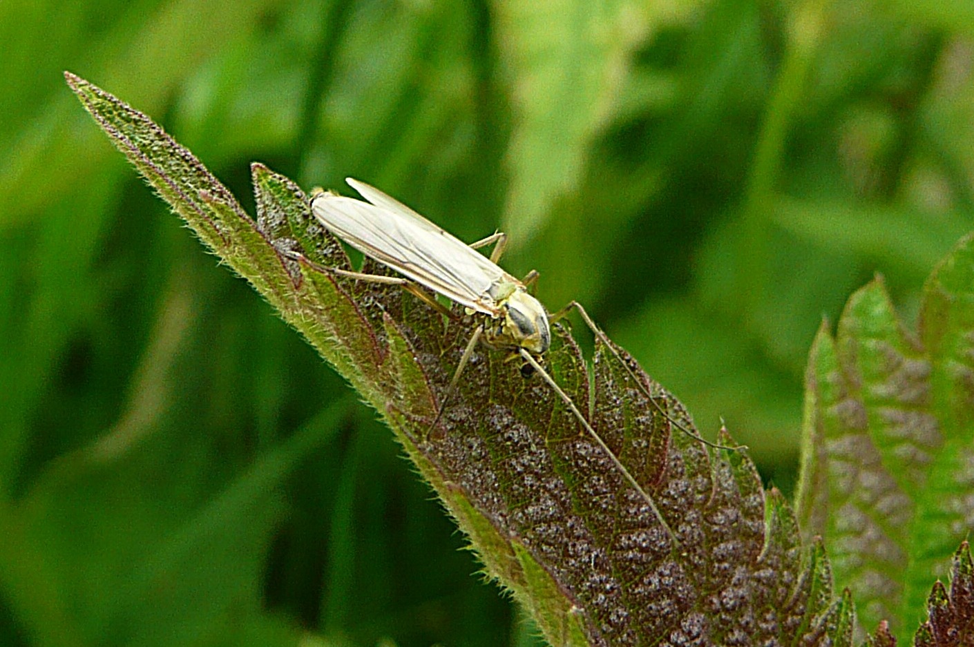 Nog een voor mij onbekend insect