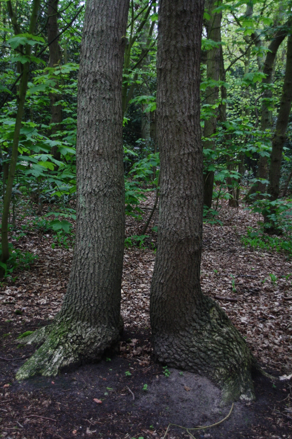 Twee benen