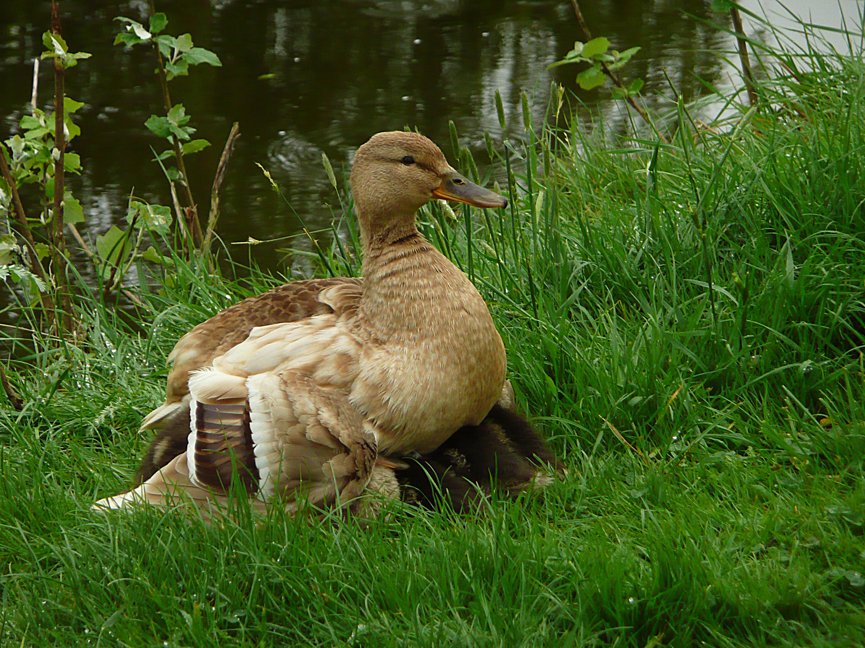 Veilig onder moeders vleugels