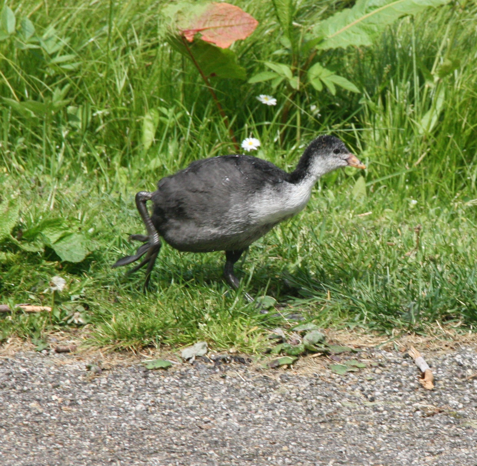 Meerkoet op grote voet