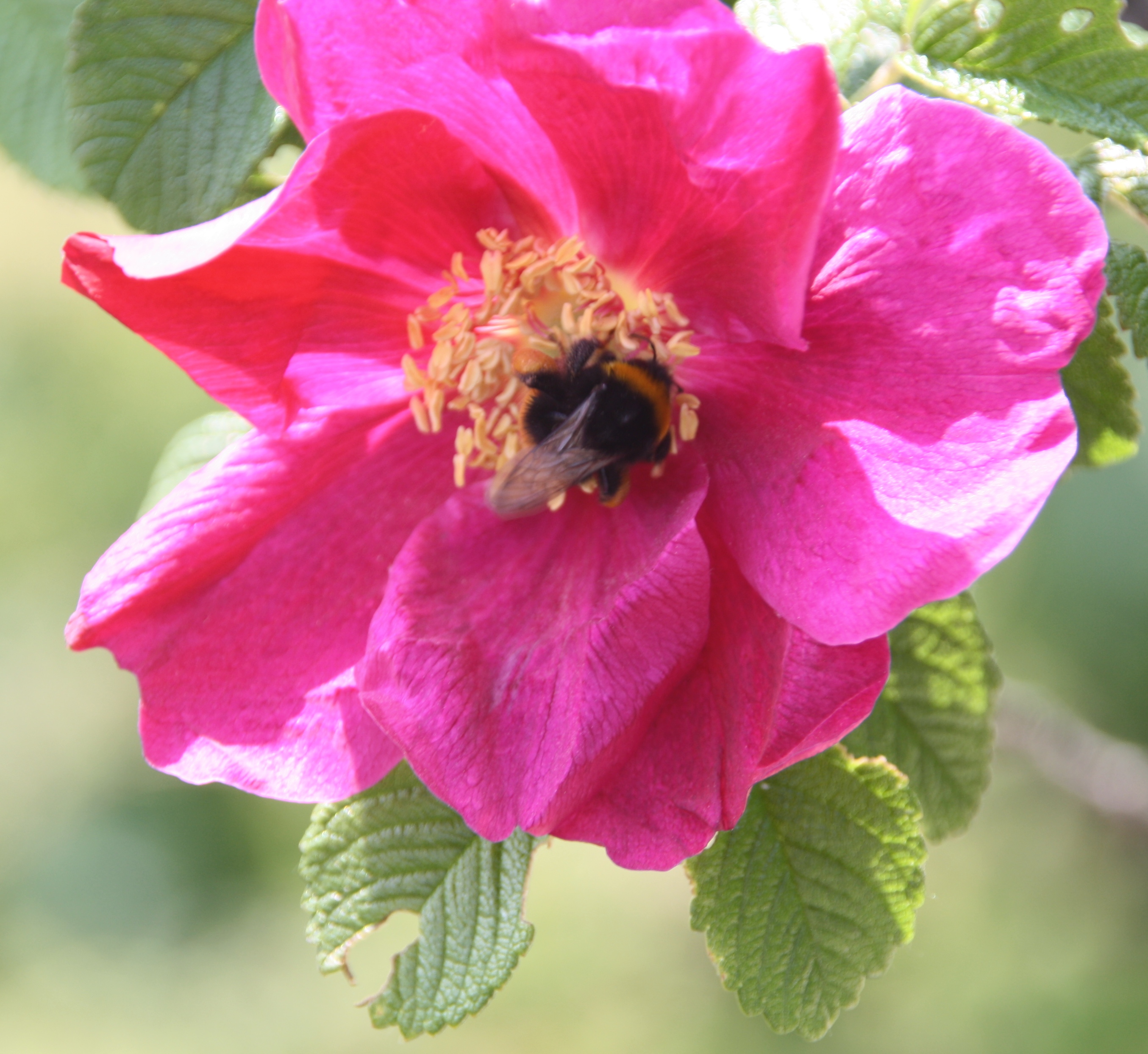 Hommel