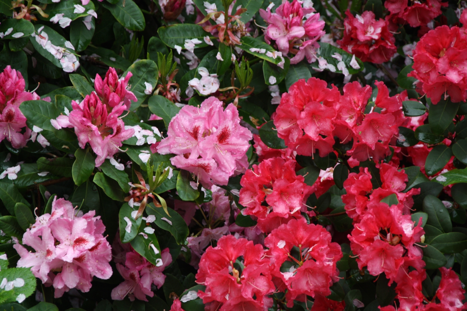 Rhodondendrons