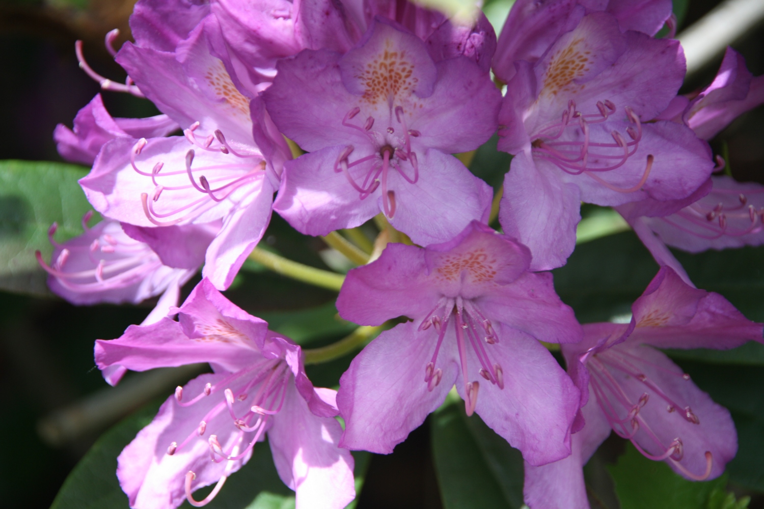 Rhodondendron