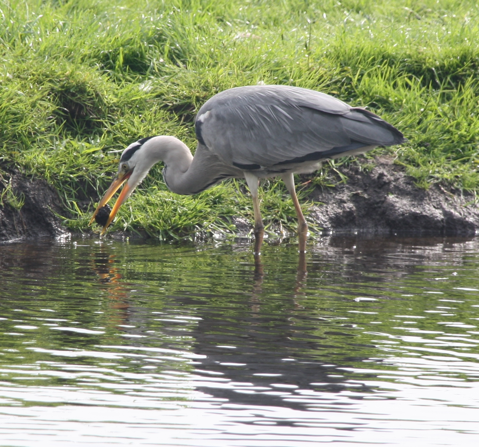 Reiger