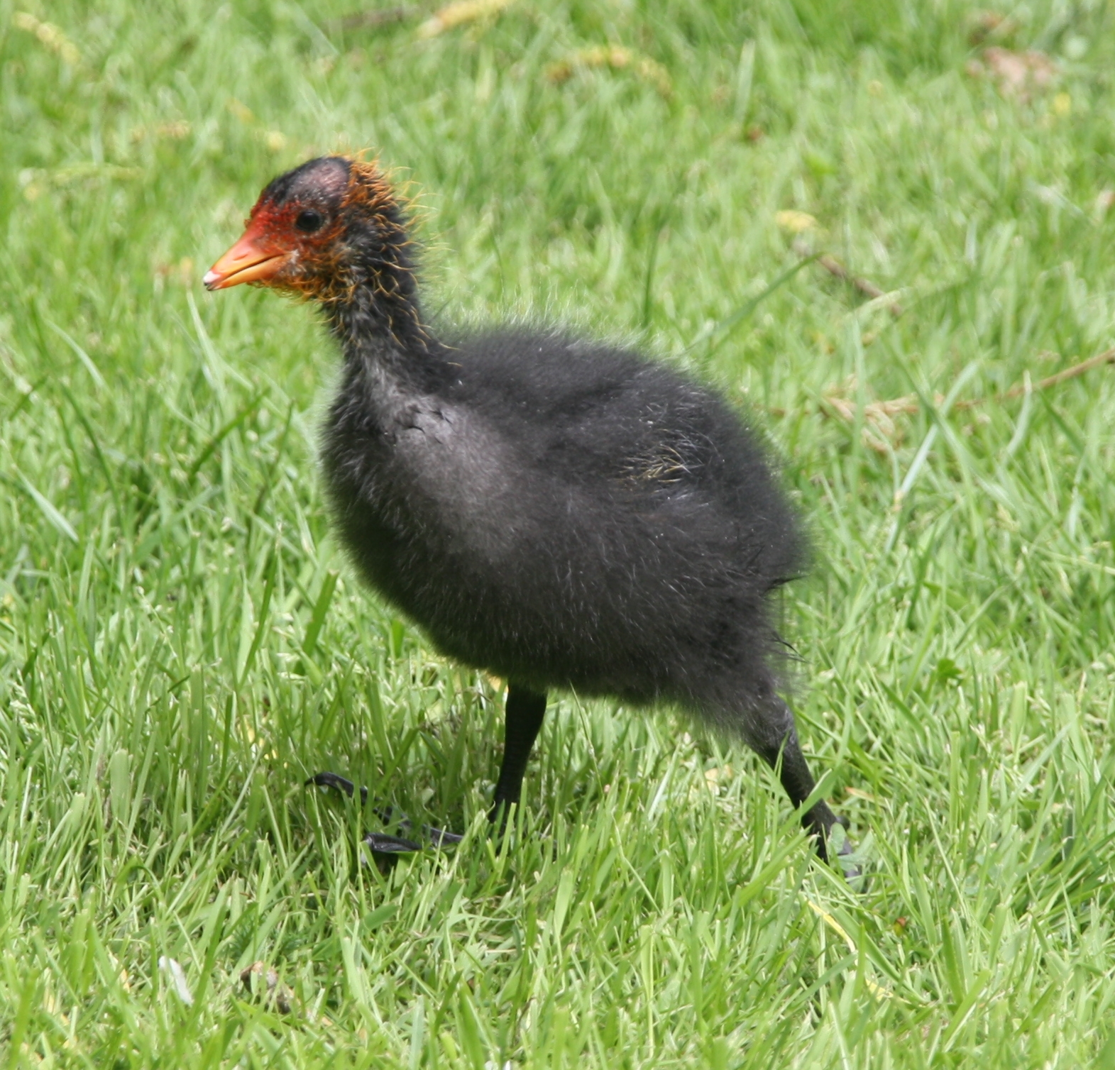 Kleine meerkoet