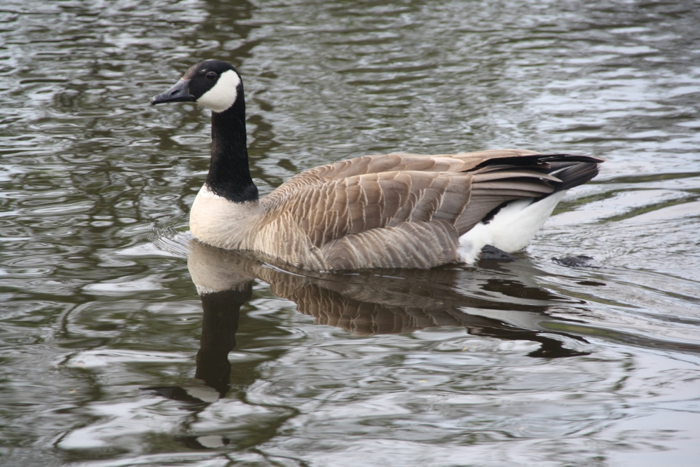 1 Canadese gans