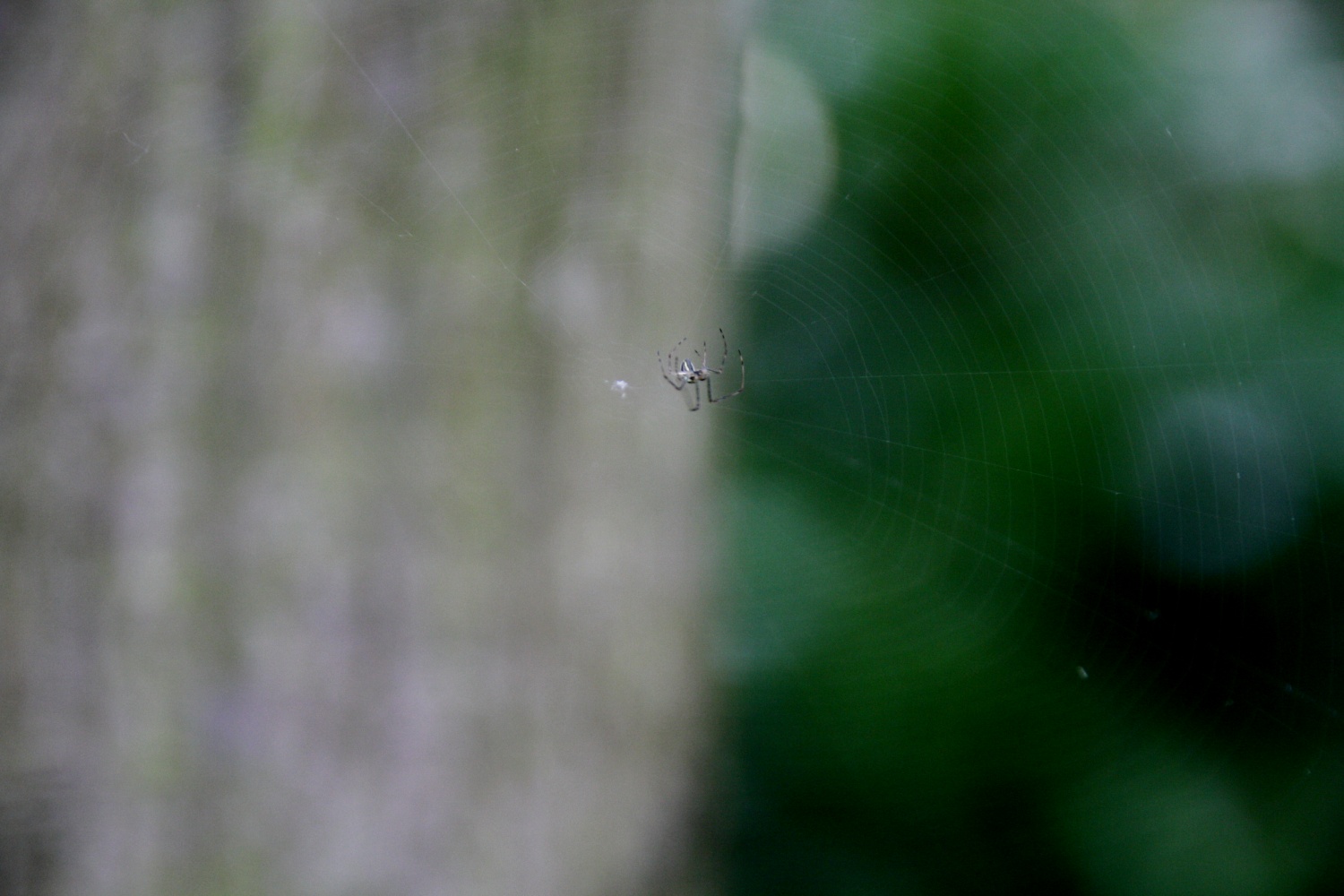 spin