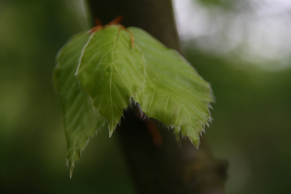 groene bladeren