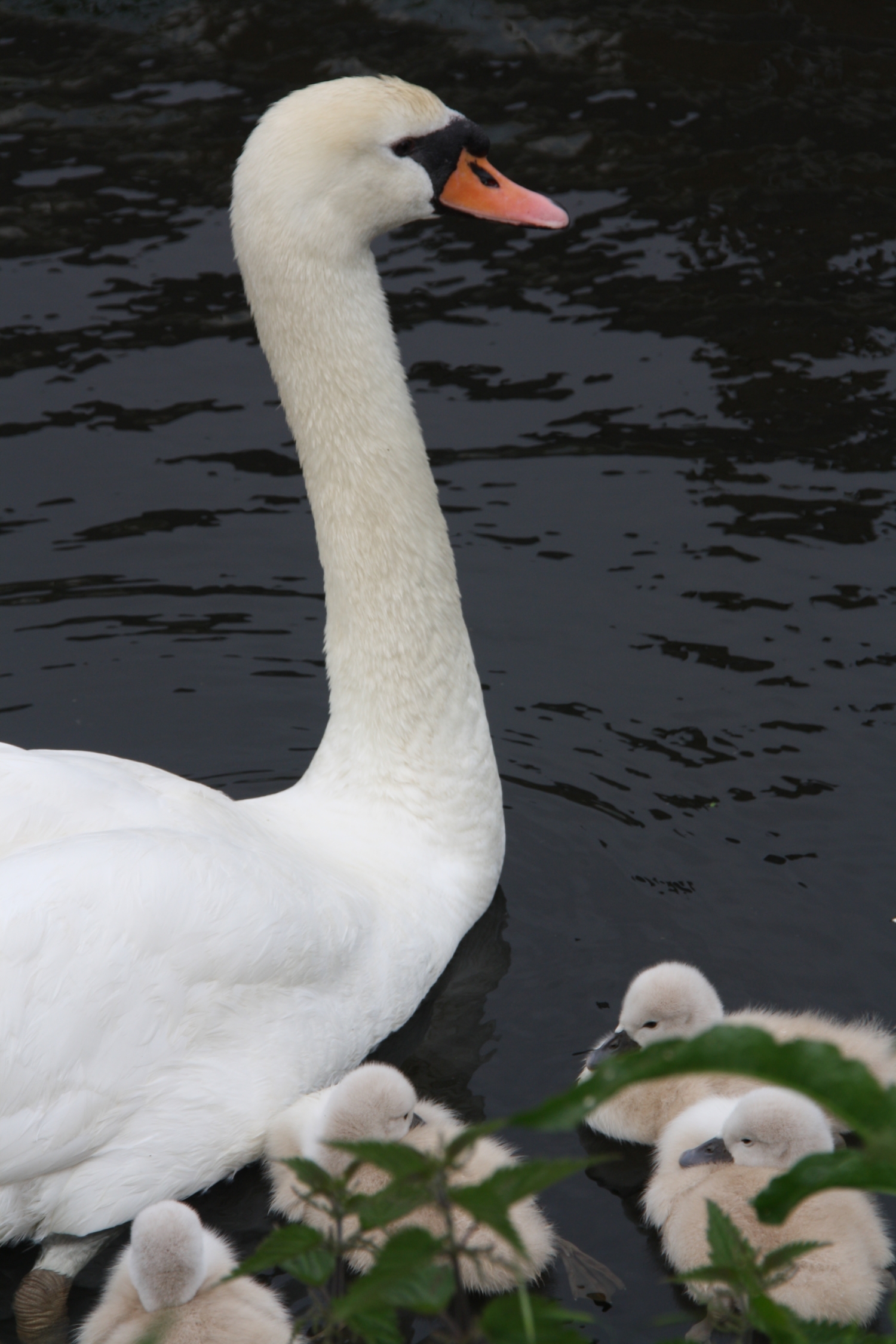 Moeder met kroost