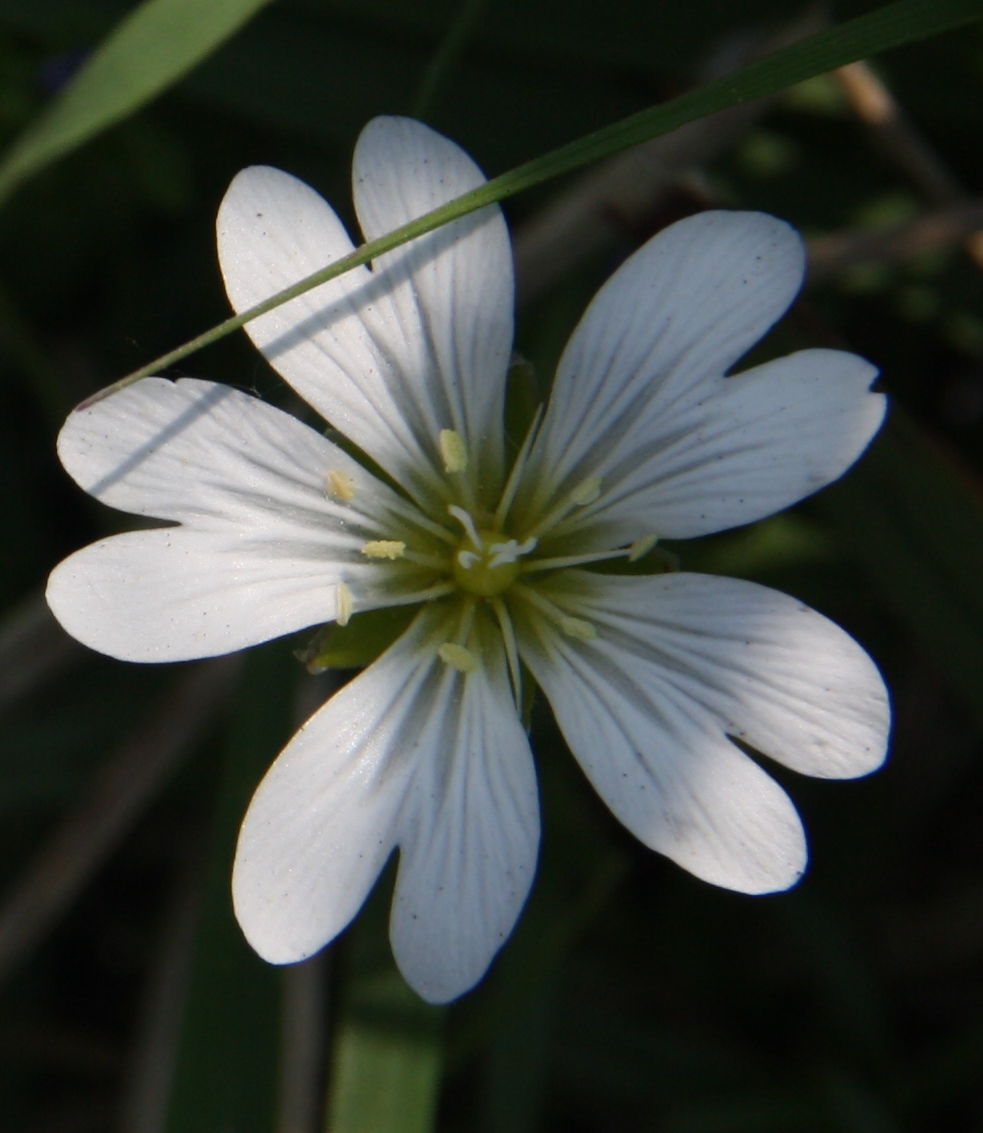 Witte schoonheid