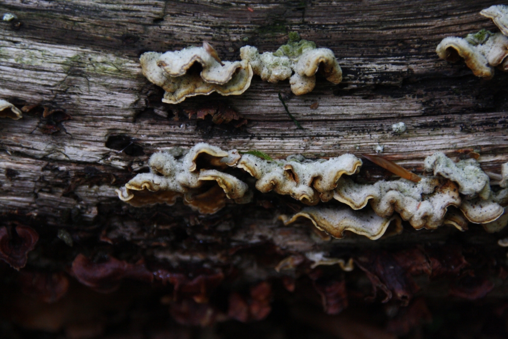 Paddenstoelen