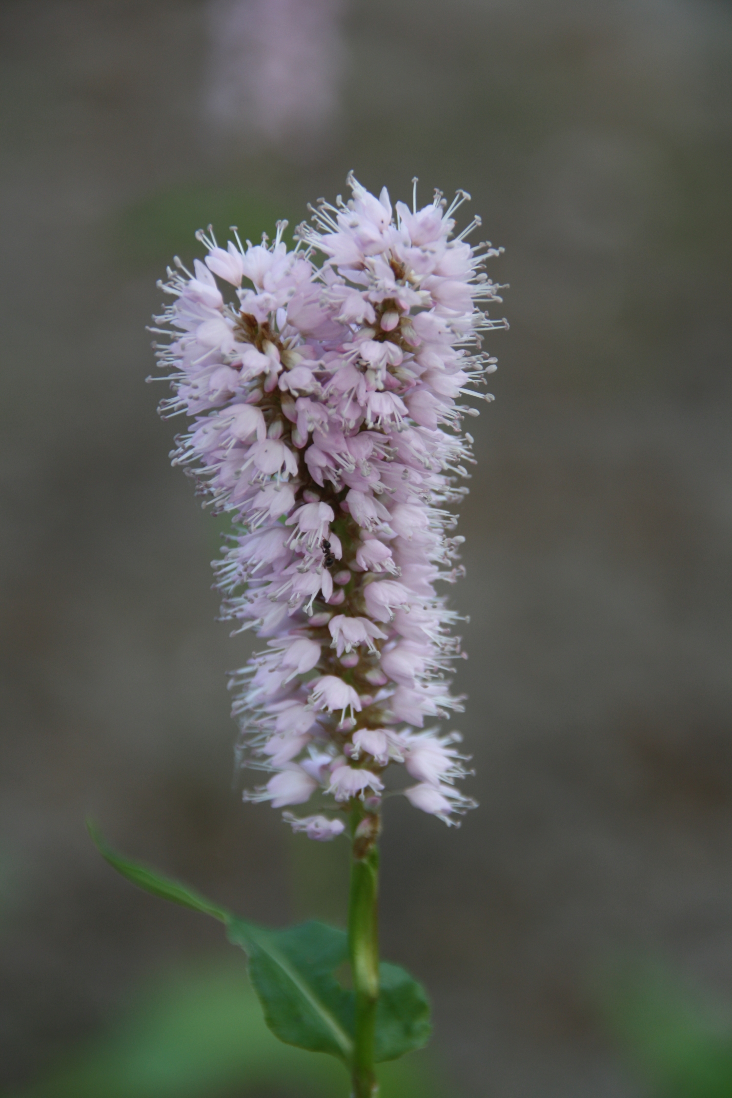 Tweelingbloem