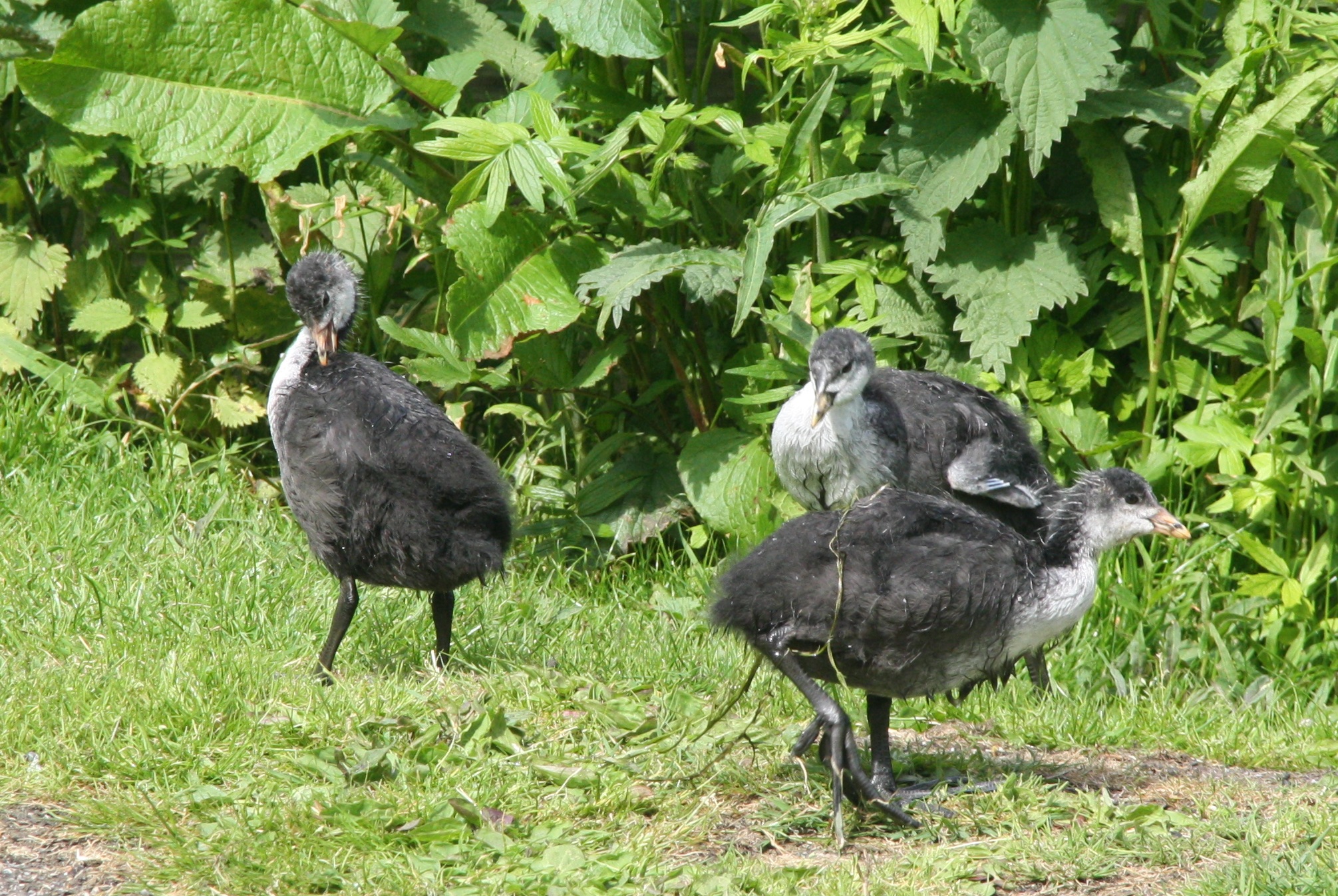 Meerkoetkuikens