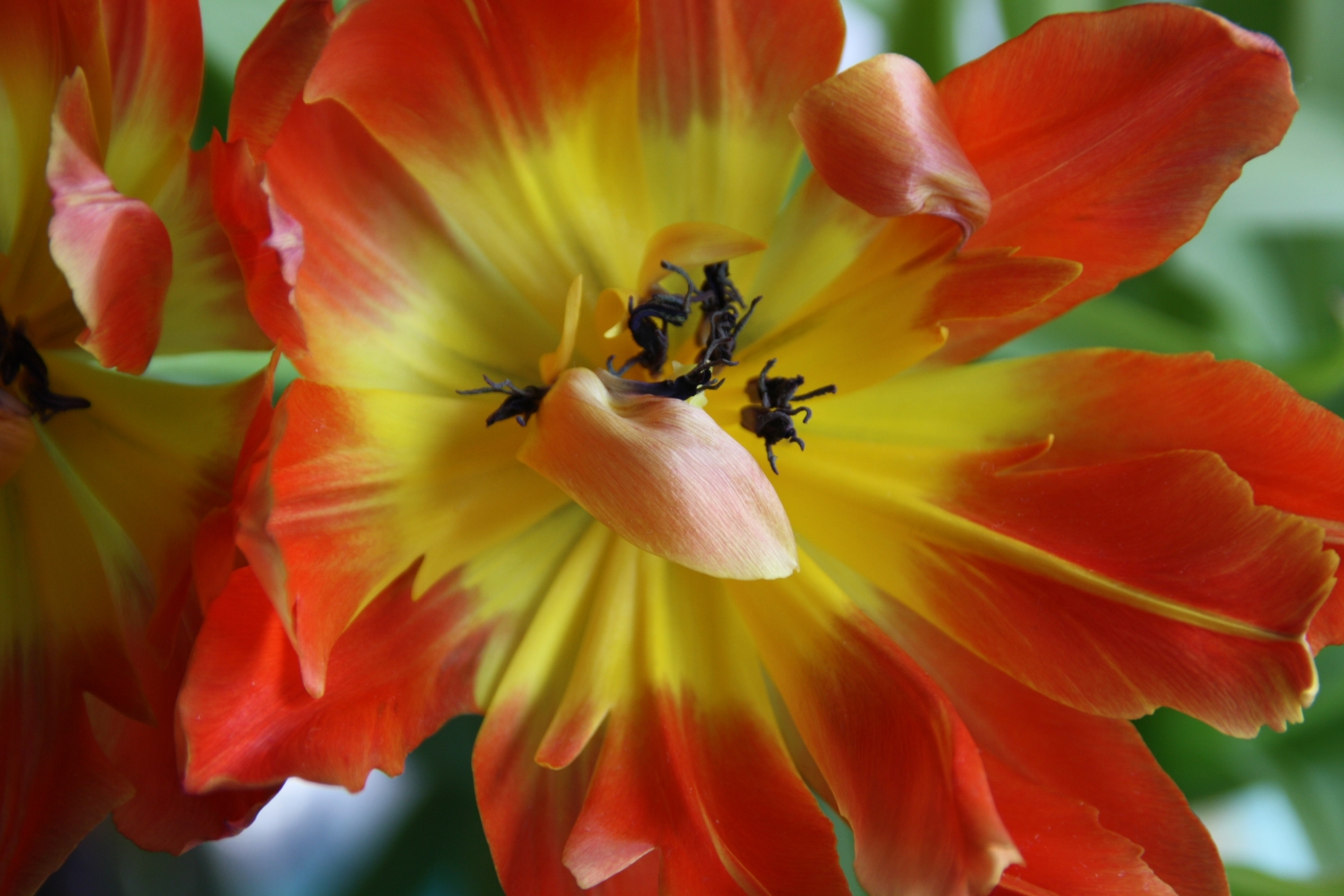 Tulp