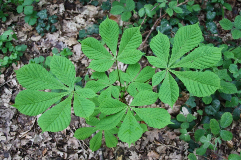 jong groen