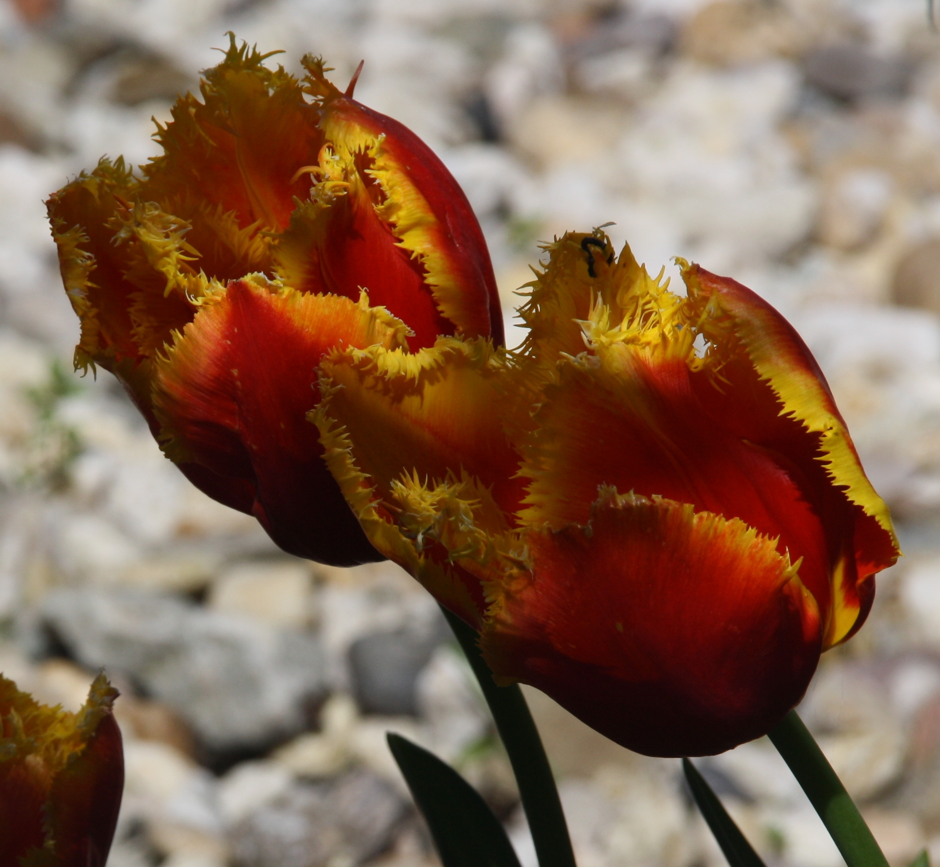 tulpen