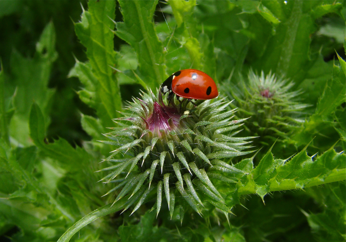 Lieveheersbeestje op distel