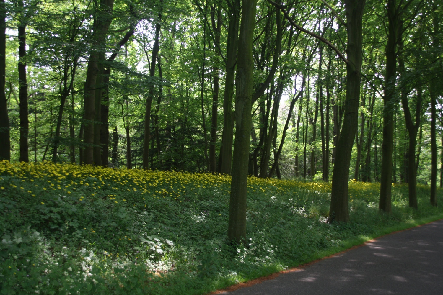 Zomers